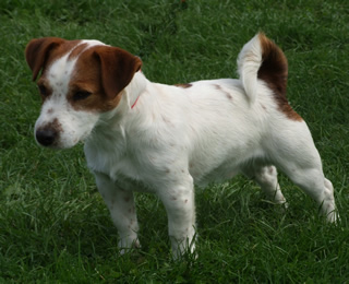 Couleur Rubin Jack vom Nixstein